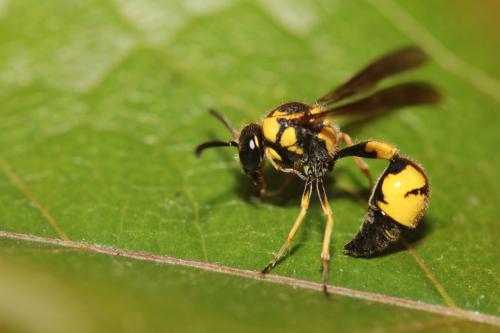 Réf. 349 117 : Eumenes coronatus